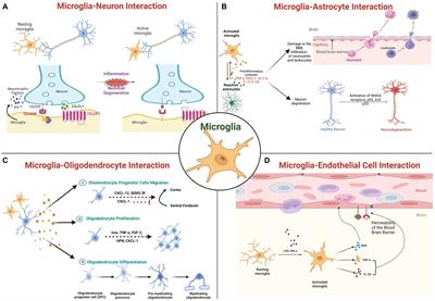 Transcriptional and epigenetic regulation of microglia in maintenance of brain homeostasis and neurodegeneration